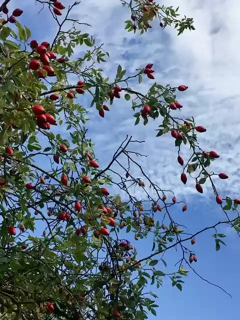 Free download rose hip bush heaven sleep thorn free picture to be edited with GIMP free online image editor