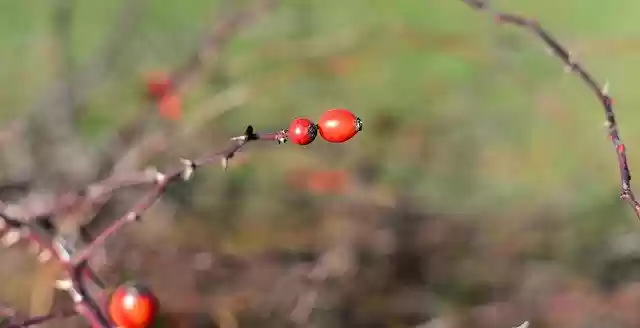 Free download Rose Hip Bush Roses -  free photo or picture to be edited with GIMP online image editor