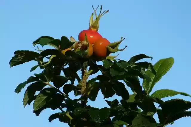 Free download Rose Hip Nature Leaves -  free photo or picture to be edited with GIMP online image editor
