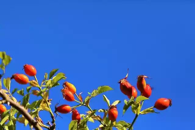 Free download Rosehip Nature Red -  free free photo or picture to be edited with GIMP online image editor