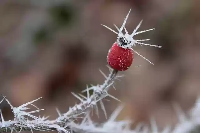 Free download Rose Hip Ripe Crystals -  free photo or picture to be edited with GIMP online image editor