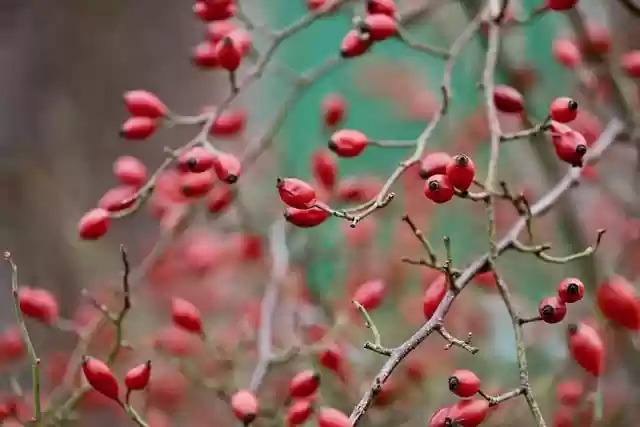 Free download rosehips dog rose aggregate fruits free picture to be edited with GIMP free online image editor