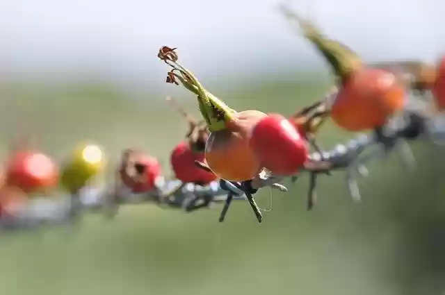 Free download Rose Hip Series -  free photo or picture to be edited with GIMP online image editor