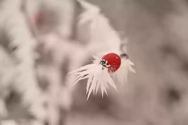 Free download rose hips hoarfrost winter free picture to be edited with GIMP free online image editor