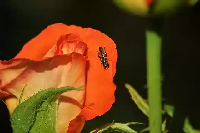 Free download Rose Insect Bug -  free photo or picture to be edited with GIMP online image editor