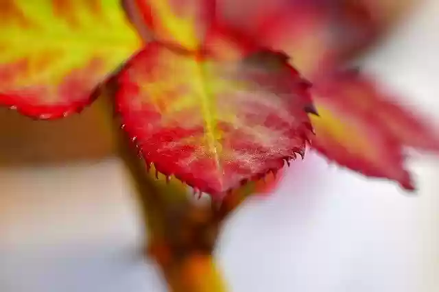 Free download Rose Leaf Red Nascent -  free photo or picture to be edited with GIMP online image editor