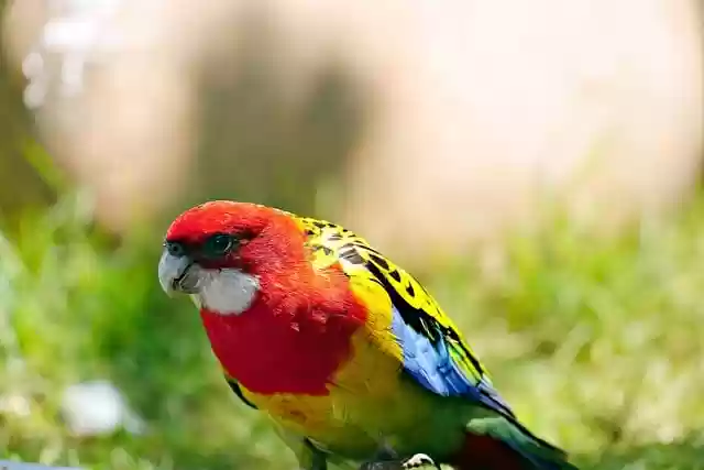 Free download rosella parrot colorful rainbow free picture to be edited with GIMP free online image editor
