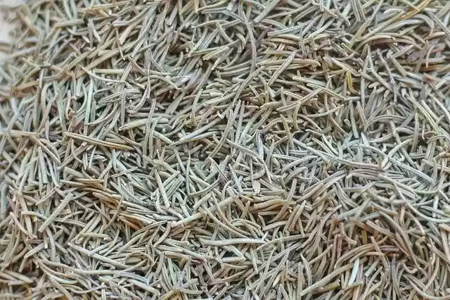 Free download Rosemary Herb Herbs -  free photo or picture to be edited with GIMP online image editor
