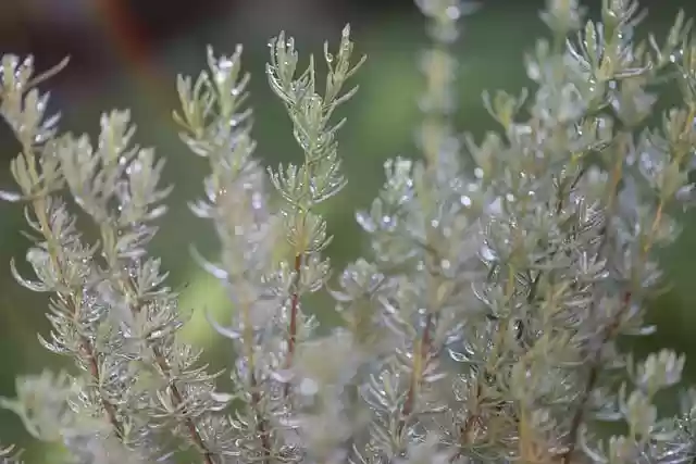 Free download rosemary herbs plants spices green free picture to be edited with GIMP free online image editor