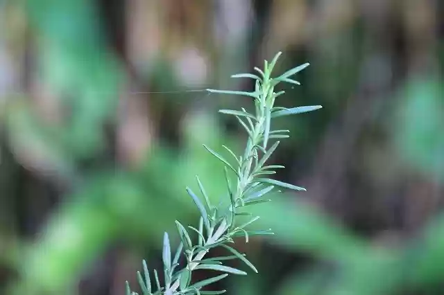 Free download Rosemary Plant Garden -  free photo or picture to be edited with GIMP online image editor
