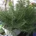 rosemary wallpaper  screen for extension Chrome web store in OffiDocs Chromium