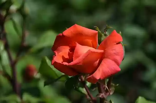 Free download Rose Maypole Queen Garden -  free photo or picture to be edited with GIMP online image editor