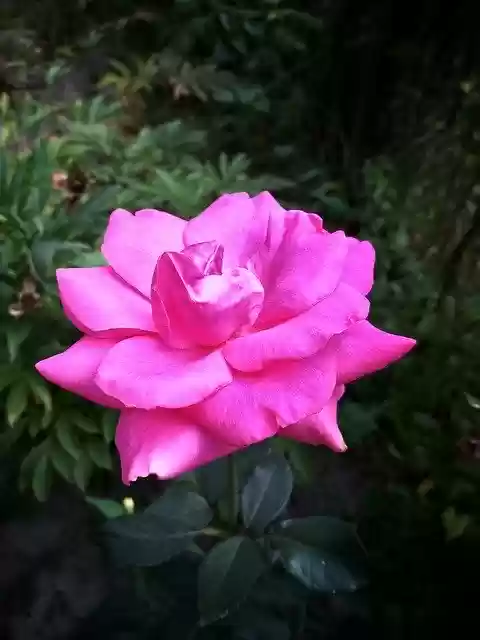 Free download Rose Nature Flower free photo template to be edited with GIMP online image editor