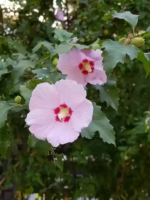 Free download Rose Of Sharon Flowers Republic -  free free photo or picture to be edited with GIMP online image editor