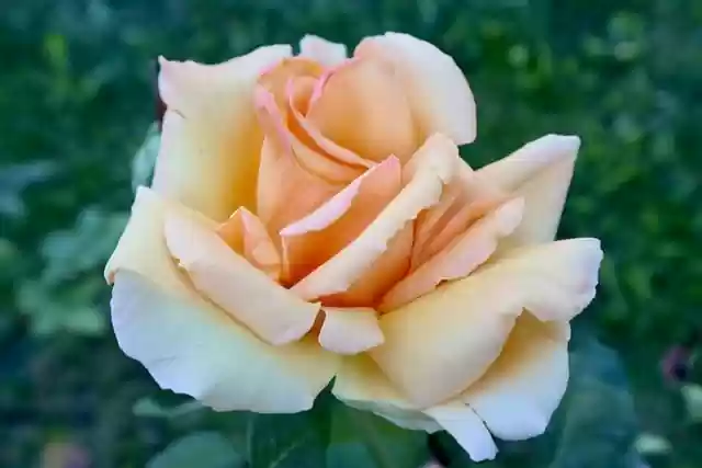 Free download rose orange rose orange flower free picture to be edited with GIMP free online image editor