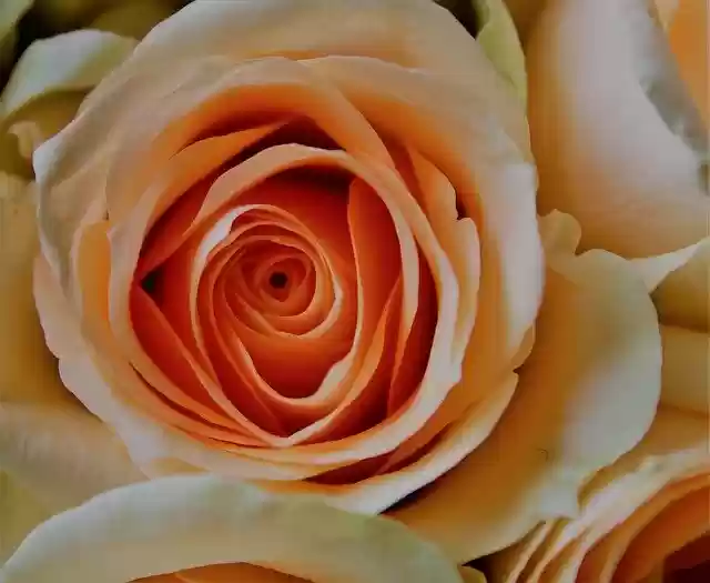 Free download Rose Pale Orange -  free photo or picture to be edited with GIMP online image editor
