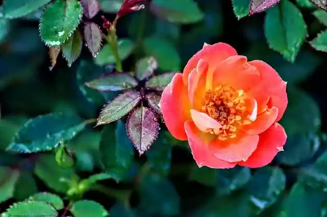 Free download Rose Paprika Orange -  free photo or picture to be edited with GIMP online image editor