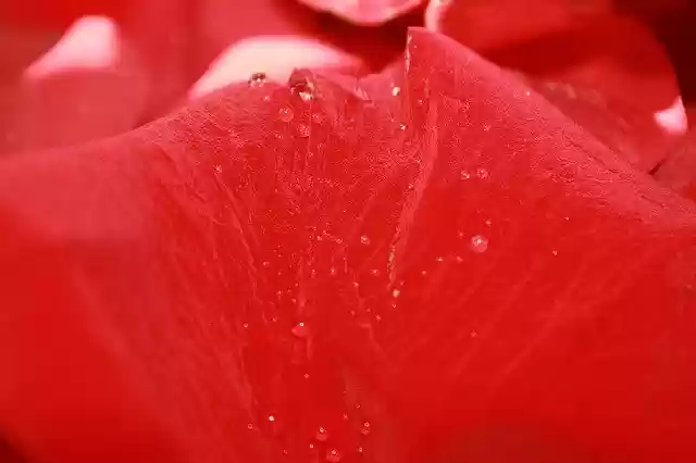 Free download Rose Petals Red Water -  free photo or picture to be edited with GIMP online image editor