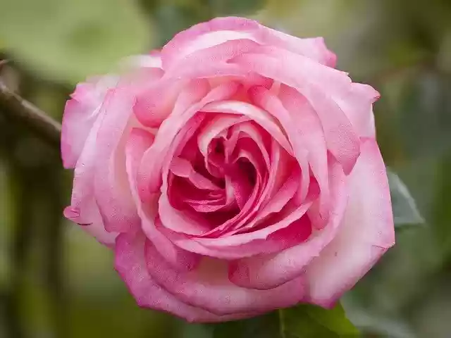 Free download Rose Pink -  free photo or picture to be edited with GIMP online image editor
