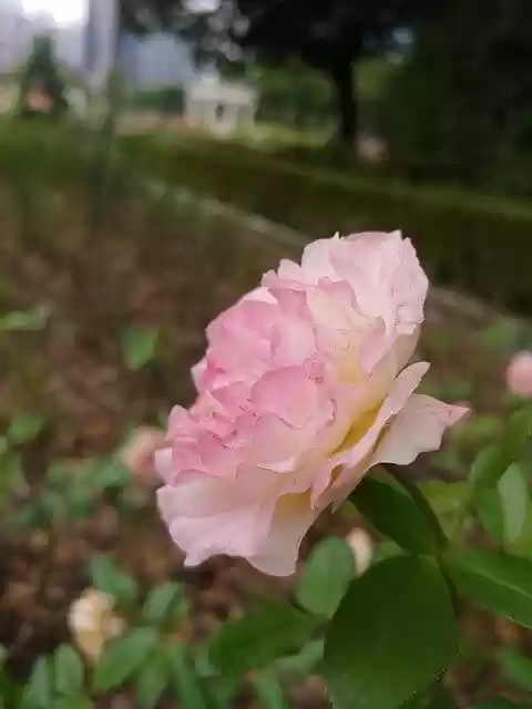 Free download Rose Pink Bud -  free photo or picture to be edited with GIMP online image editor