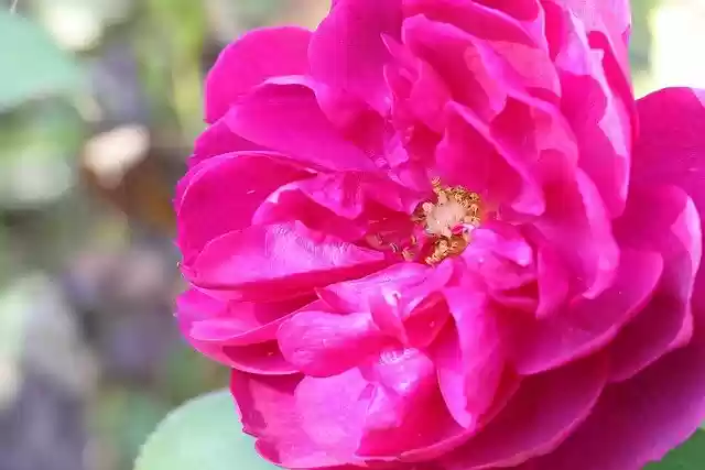 Free download rose pink flower garden nature free picture to be edited with GIMP free online image editor