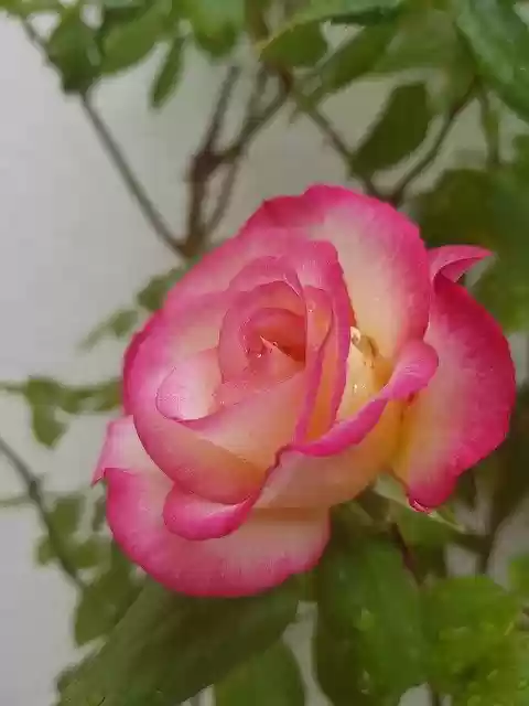 Free download Rose Pink Summer -  free photo or picture to be edited with GIMP online image editor