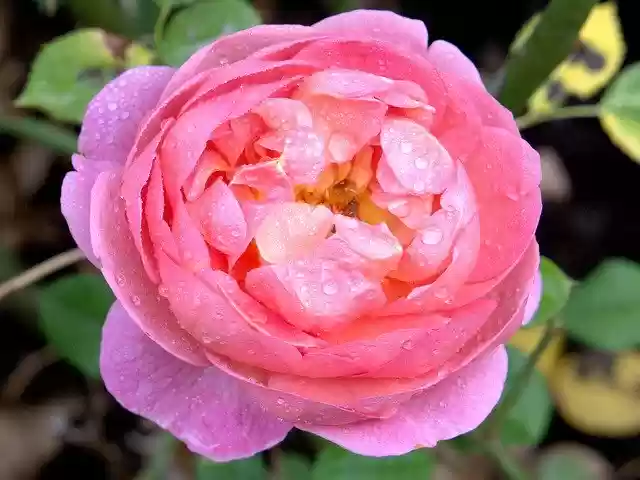 Muat turun percuma Rose Pink Water - foto atau gambar percuma untuk diedit dengan editor imej dalam talian GIMP