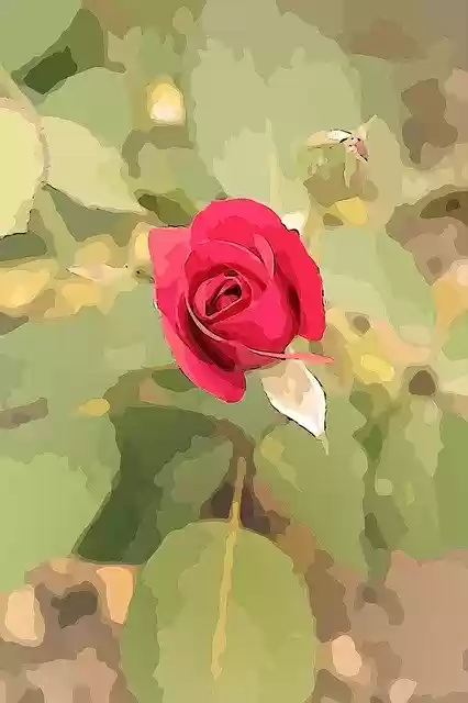 Free download Rose Plant Flower -  free photo or picture to be edited with GIMP online image editor