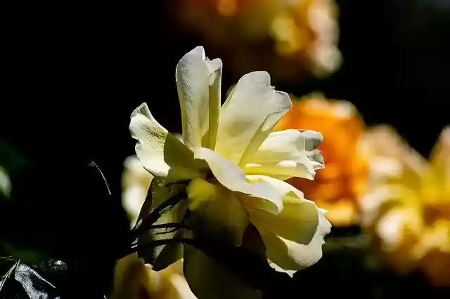Free download Rose Plant Ornamental -  free photo or picture to be edited with GIMP online image editor