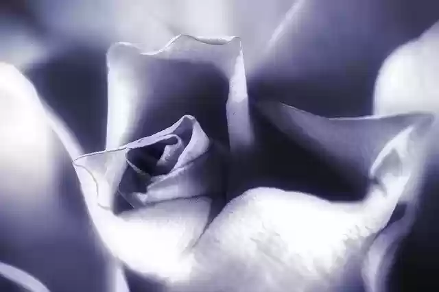 Free download Rose Purple Lavender -  free photo or picture to be edited with GIMP online image editor