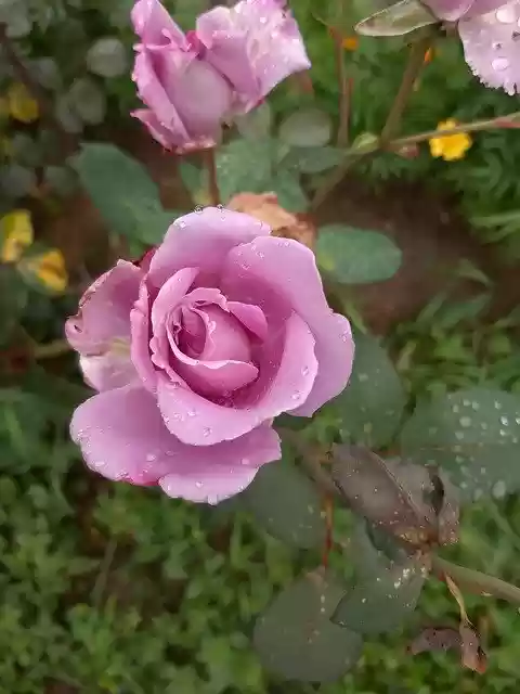 Kostenloser Download Rose Purple Plant - kostenloses Foto oder Bild zur Bearbeitung mit GIMP Online-Bildbearbeitung