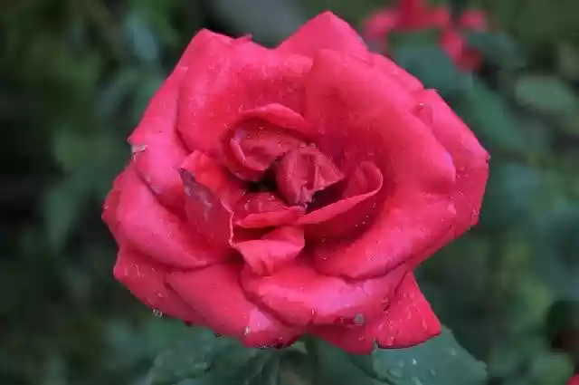 Free download Rose Rain Flower -  free photo or picture to be edited with GIMP online image editor