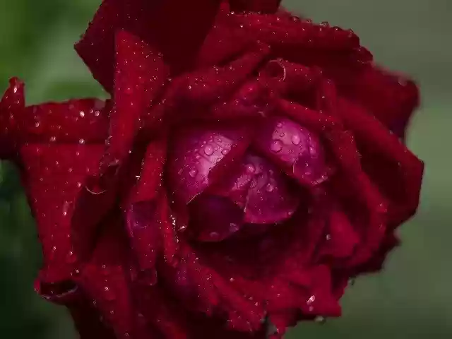 Muat turun percuma Rose Rain Rosa - foto atau gambar percuma untuk diedit dengan editor imej dalam talian GIMP
