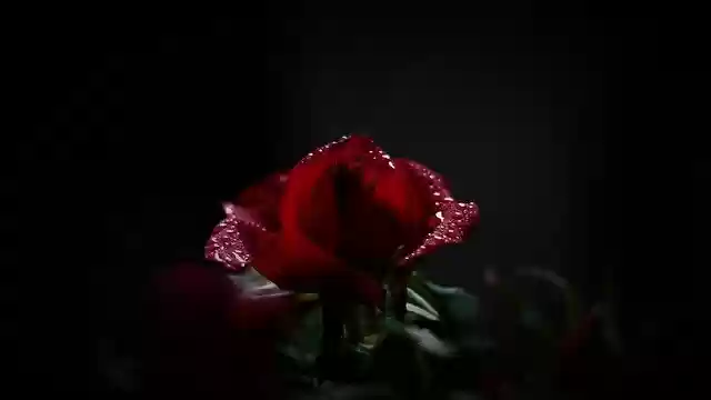 Free download rose red dark beauty rainy weather free picture to be edited with GIMP free online image editor