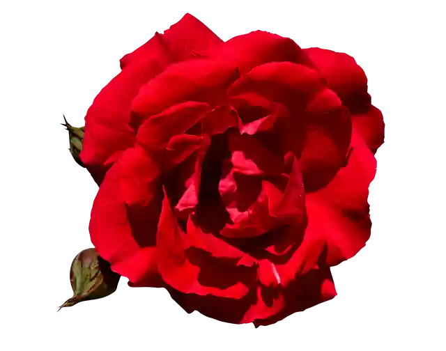 Free download Rose Red Free -  free photo or picture to be edited with GIMP online image editor