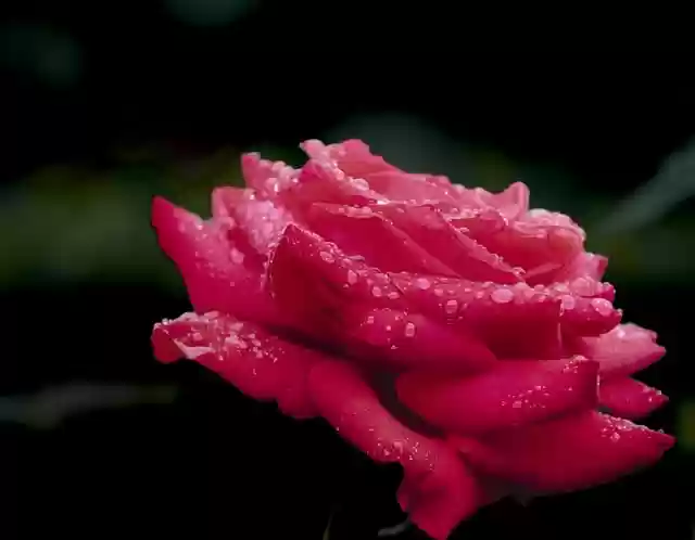 Free download rose red rose red flower flower free picture to be edited with GIMP free online image editor