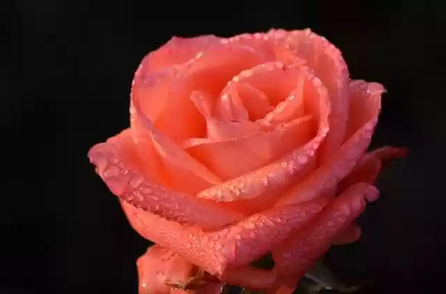 Download gratuito Rose Rosa Flower - foto o immagine gratuita da modificare con l'editor di immagini online di GIMP