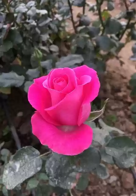 Free download Rose Roses Red -  free photo or picture to be edited with GIMP online image editor