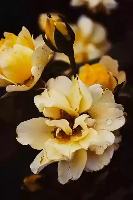 Free download Rose Roses Summer -  free photo or picture to be edited with GIMP online image editor