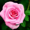 Roses and raindrops  screen for extension Chrome web store in OffiDocs Chromium