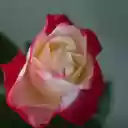Roses bloom bright pink  screen for extension Chrome web store in OffiDocs Chromium