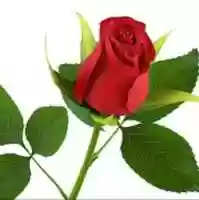 Free download Rose Server free photo or picture to be edited with GIMP online image editor