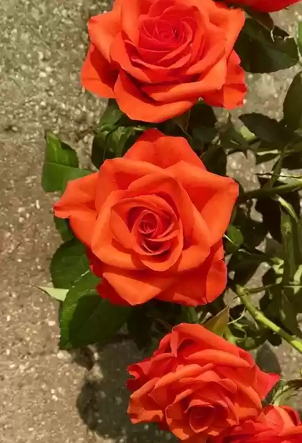 Free download Roses Flowers Bloom -  free photo or picture to be edited with GIMP online image editor