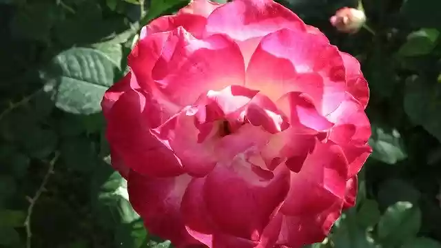 Free download Roses Flowers Blossom -  free photo or picture to be edited with GIMP online image editor