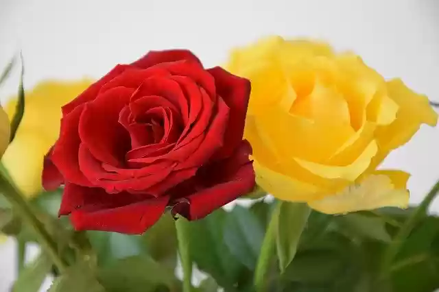 Free download Roses Flowers Leaves -  free photo or picture to be edited with GIMP online image editor