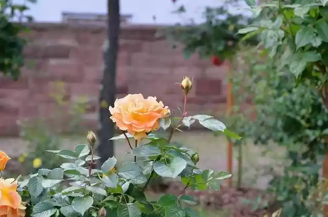Free download Roses Flowers Nature free photo template to be edited with GIMP online image editor