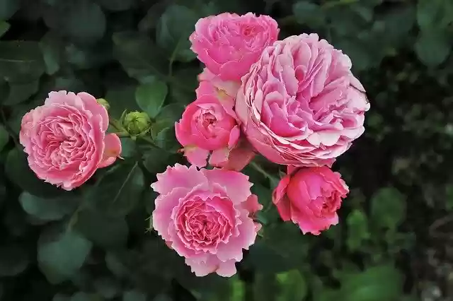 Free download roses flowers plants garden roses free picture to be edited with GIMP free online image editor