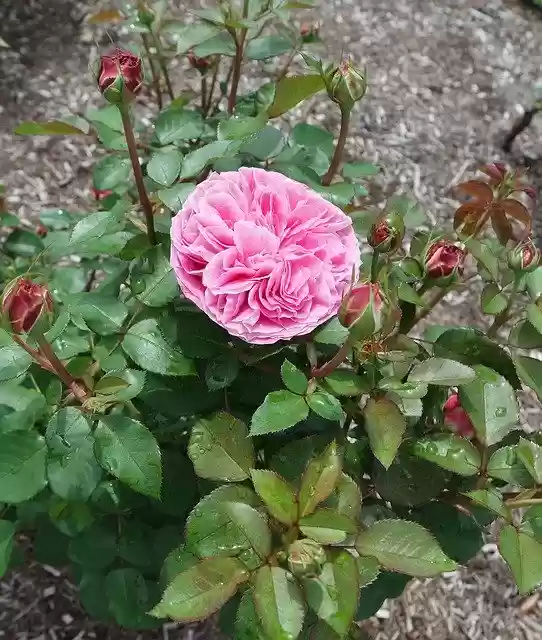 Free download Roses Garden Pink -  free photo or picture to be edited with GIMP online image editor