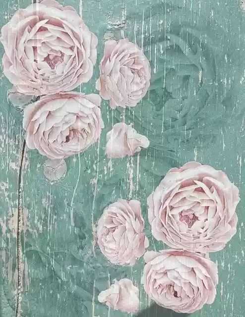 Free download Rose Shabby Chic Vintage -  free illustration to be edited with GIMP free online image editor