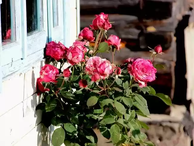 Free download Roses Nature Flowers -  free photo or picture to be edited with GIMP online image editor